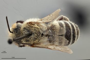 Media type: image;   Entomology 592376 Aspect: habitus dorsal view